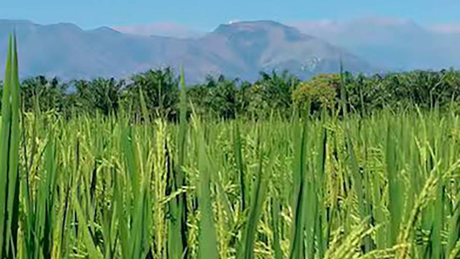 Con precio m&iacute;nimo de compra del arroz paddy verde, Gobierno busca proteger a peque&ntilde;os productores