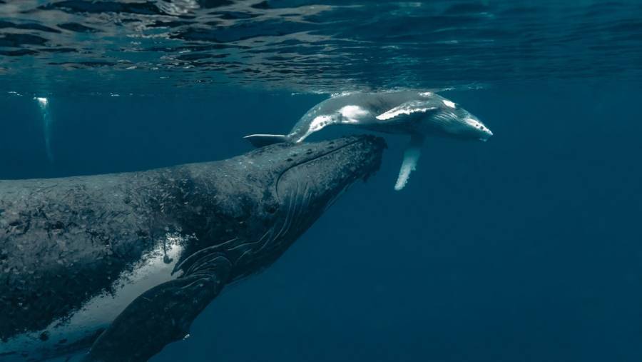 MinAmbiente pide redoblar esfuerzos en protecci&oacute;n de ballenas y delfines