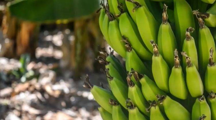 Siete exdirectivos de bananera de EEUU condenados a prisi&oacute;n en Colombia por financiar paramilitares