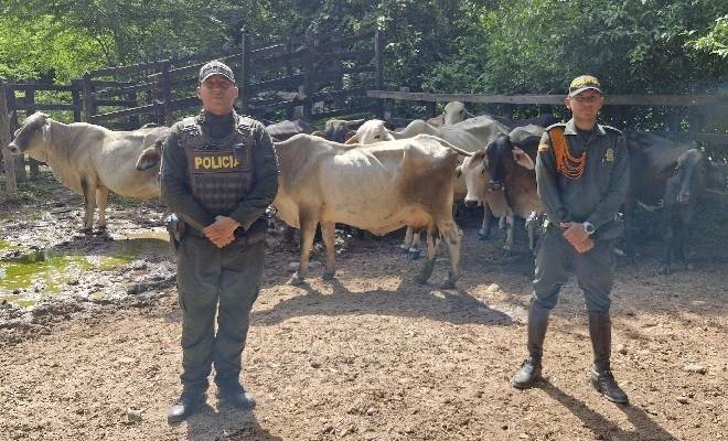 Recuperadas 14 reses hurtadas en operativo contra el abigeato en Valledupar