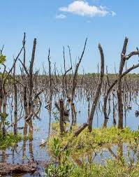 Procuradur&iacute;a refuerza seguimiento a la Ley de Restauraci&oacute;n Ecol&oacute;gica y reitera solicitud de informes al Ministerio de Ambiente